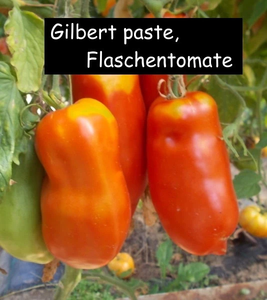 Gilbert Paste ehem. Ruby Gold