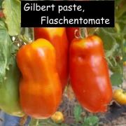 Gilbert Paste ehem. Ruby Gold