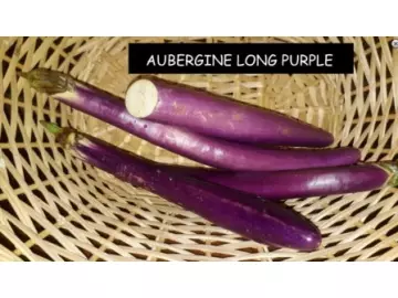 AUBERGINE LONG PURPLE
