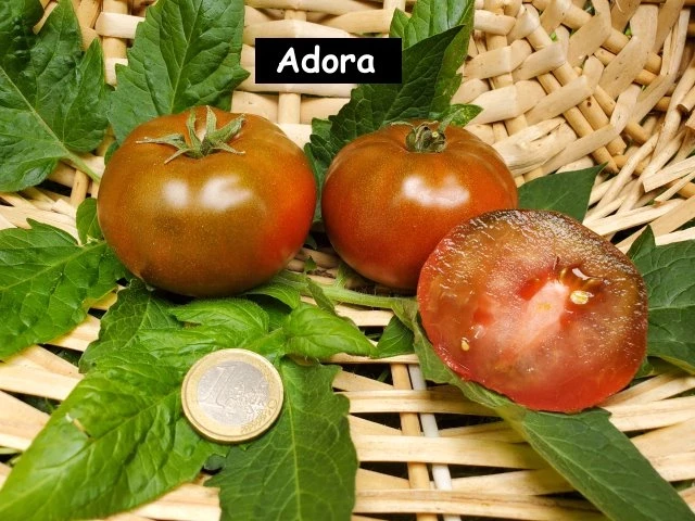 Adora