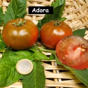 Adora