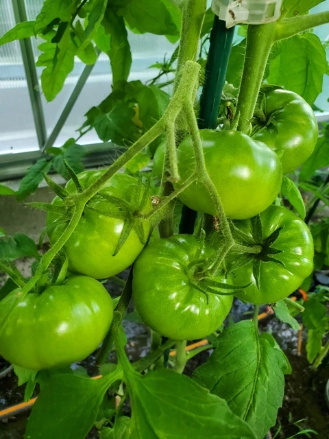Adora’ tomato