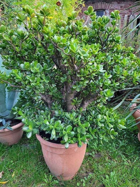 Affenbrot oder Geldbaum