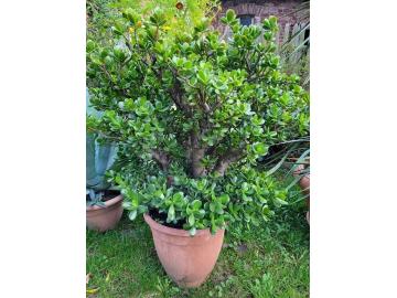 Affenbrot oder Geldbaum