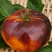 Aftermoon Delight