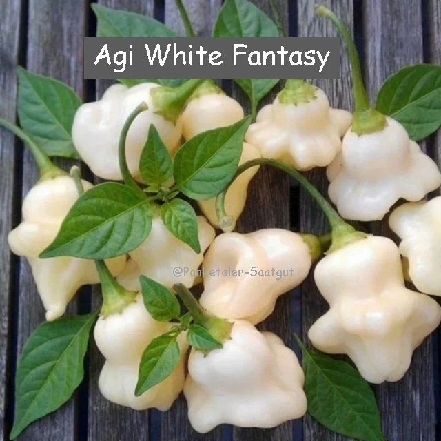 Agi White Fantasy