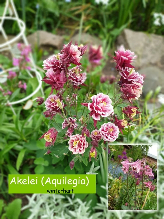 Akelei (Aquilegia)