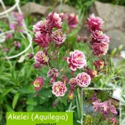 Akelei (Aquilegia)