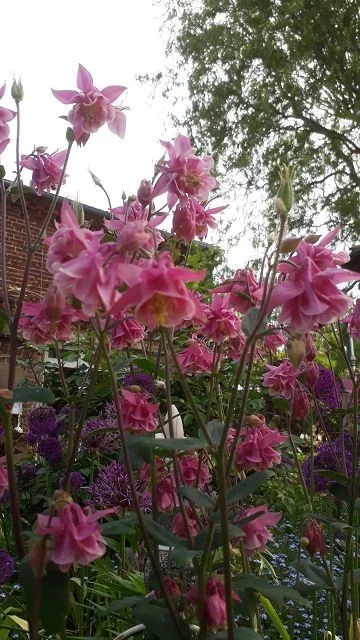 Akelei (Aquilegia)