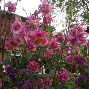 Akelei (Aquilegia)