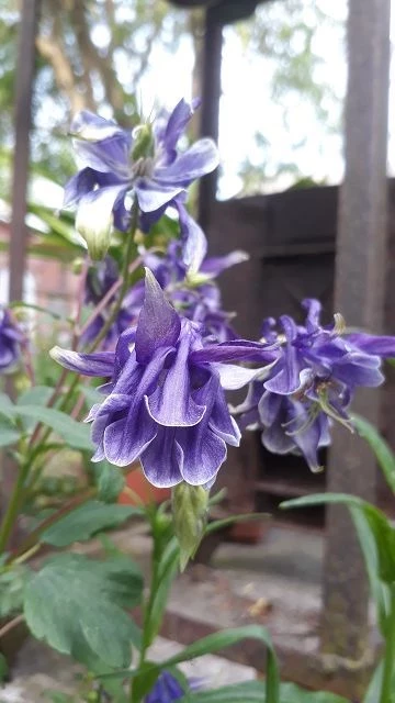 Akelei (Aquilegia)