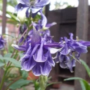 Akelei (Aquilegia)
