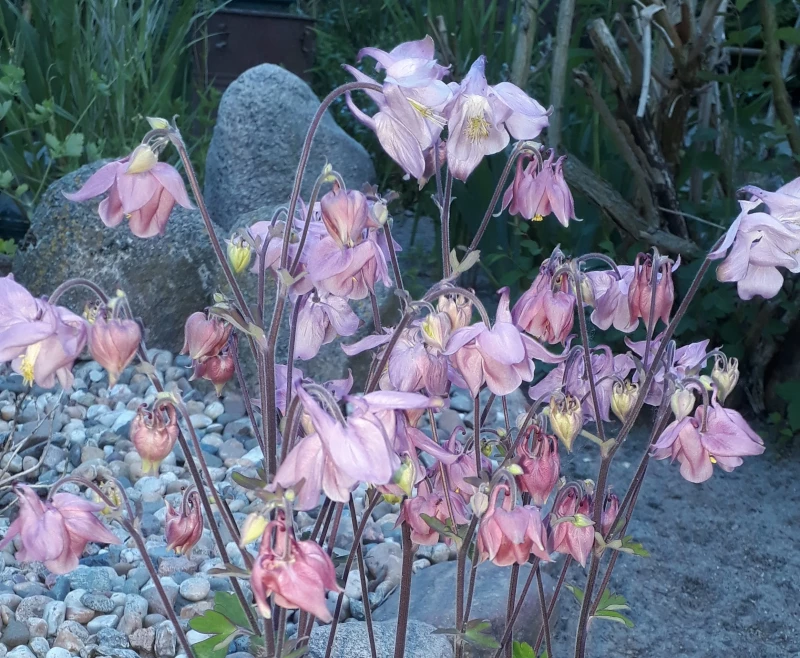 Akelei (Aquilegia)