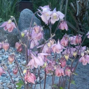 Akelei (Aquilegia)