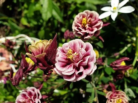 Akelei (Aquilegia)