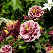 Akelei (Aquilegia)