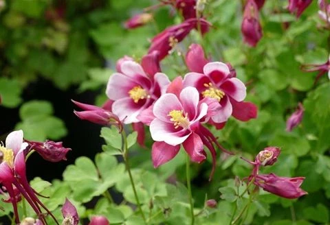 Akelei (Aquilegia)
