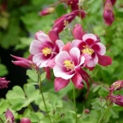 Akelei (Aquilegia)