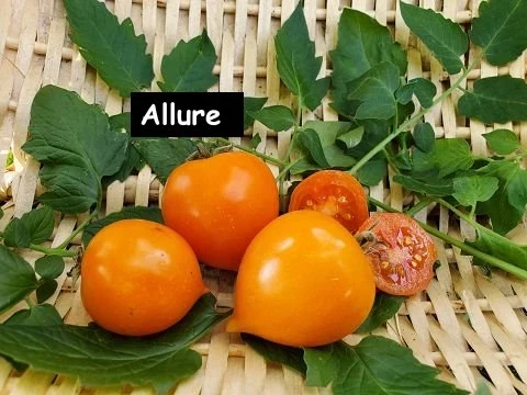 Allure