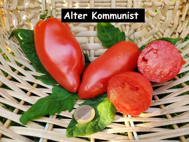 Alter Kommunist