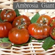 Ambrosia Giant