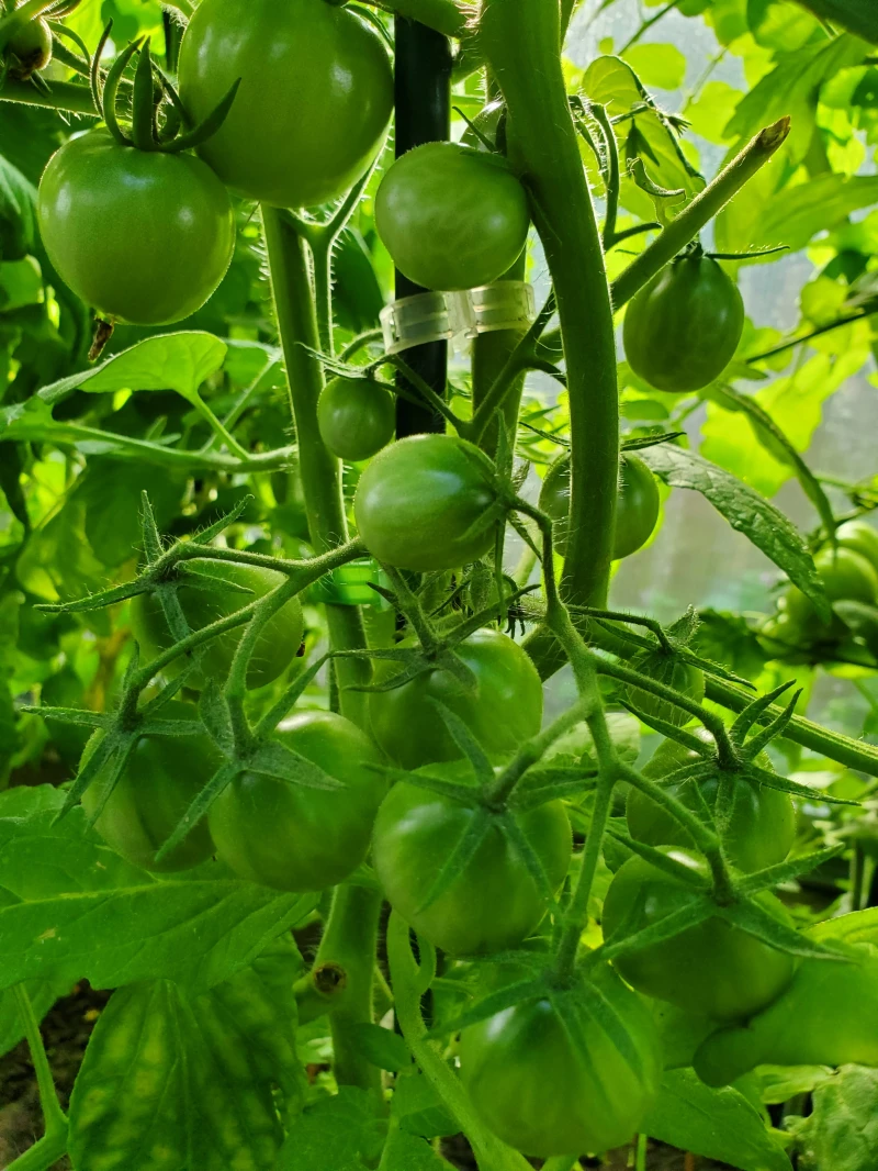 Ambrosia Giant