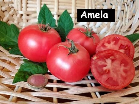 Amela  (teuerste Tomate)