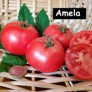 Amela  (teuerste Tomate)