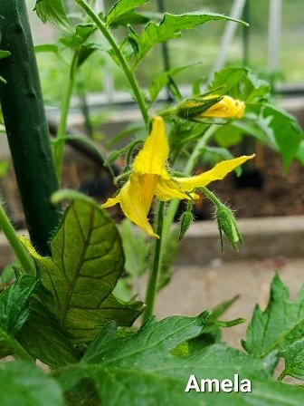 Amela  (teuerste Tomate)