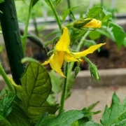 Amela  (teuerste Tomate)