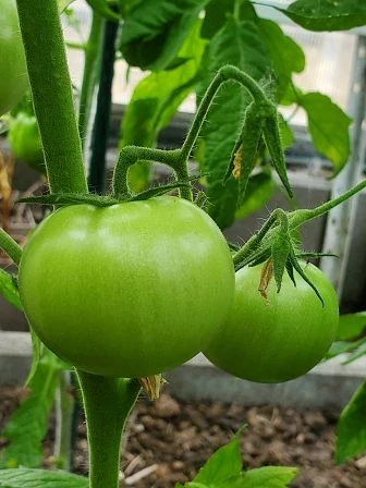 Amela  (teuerste Tomate)