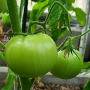 Amela  (teuerste Tomate)