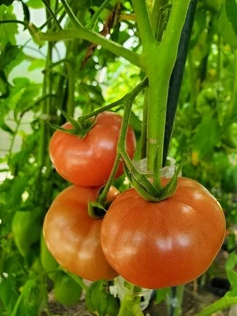 Amela  (teuerste Tomate)