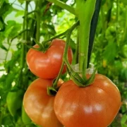 Amela  (teuerste Tomate)