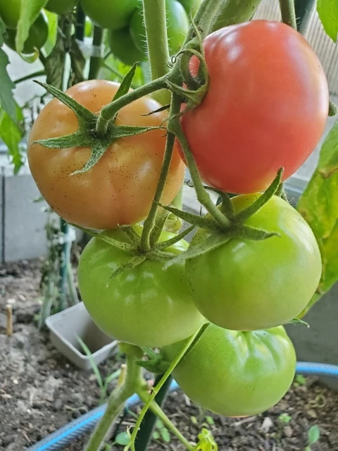 Amela  (teuerste Tomate)