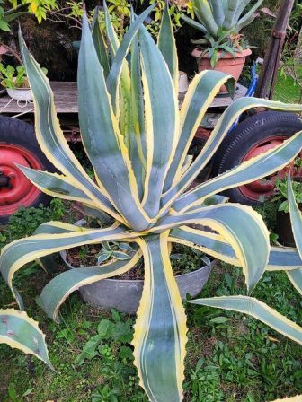 Amerikanische Agave