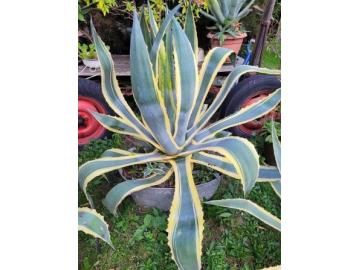 Amerikanische Agave