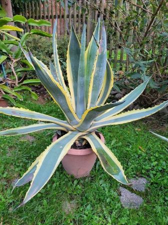 Amerikanische Agave