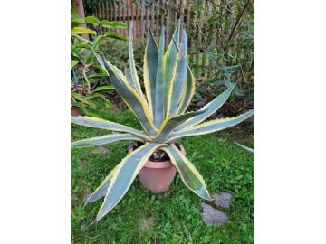 Amerikanische Agave