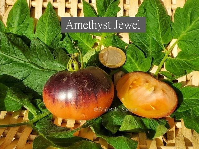 Amethyst Jewel - Stabtomate