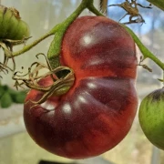 Amethyst Jewel - Stabtomate