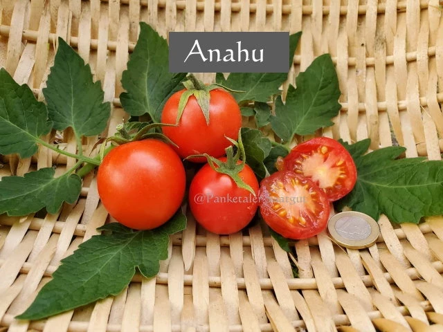 Anahü Tomate