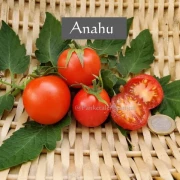Anahü Tomate