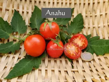 Anahü Tomate
