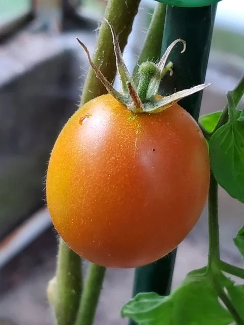 Anahü Tomate