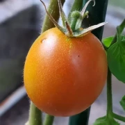 Anahü Tomate