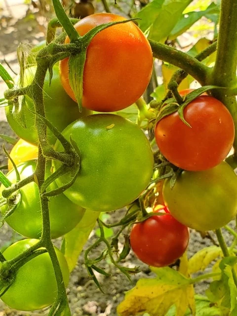 Anahü Tomate
