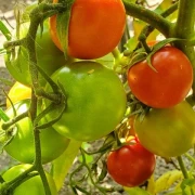 Anahü Tomate
