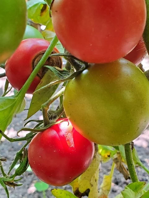 Anahü Tomate