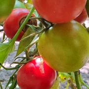 Anahü Tomate